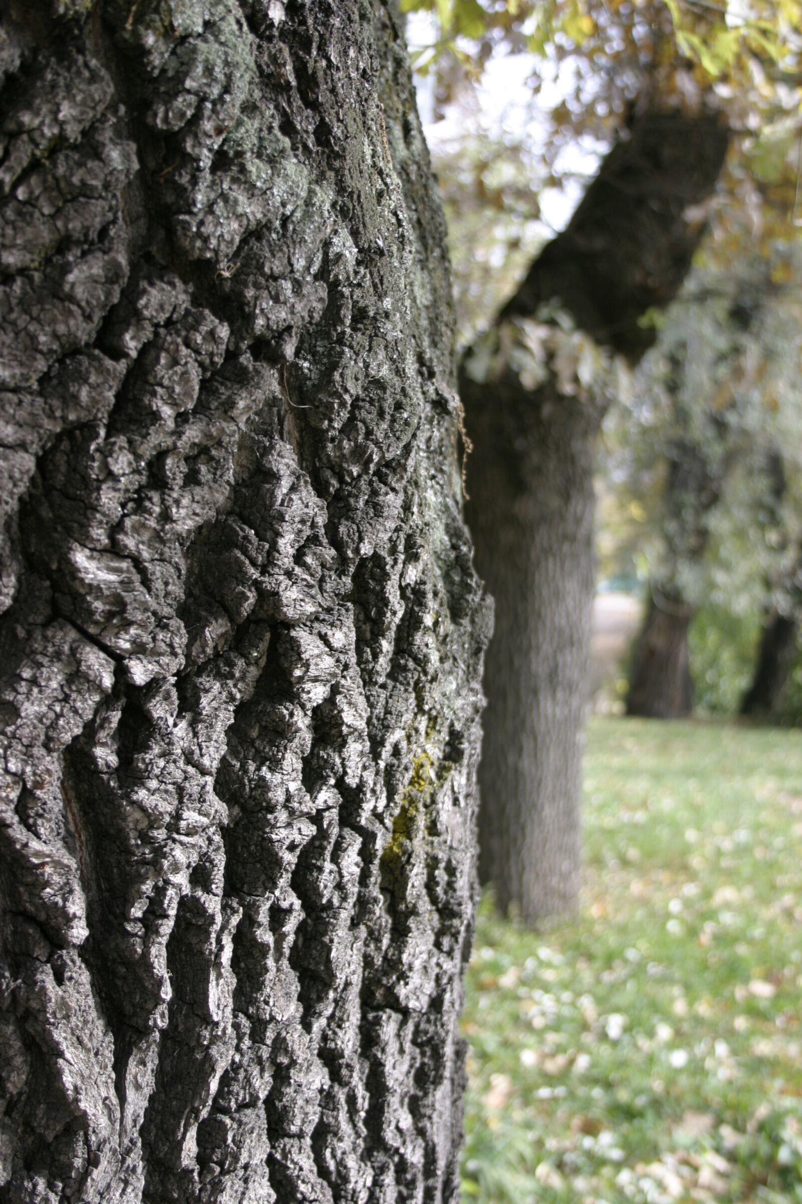 Canon EOS 300D (EOS Digital Rebel / EOS Kiss Digital) sample photo. Park, autumn, wood texture photography