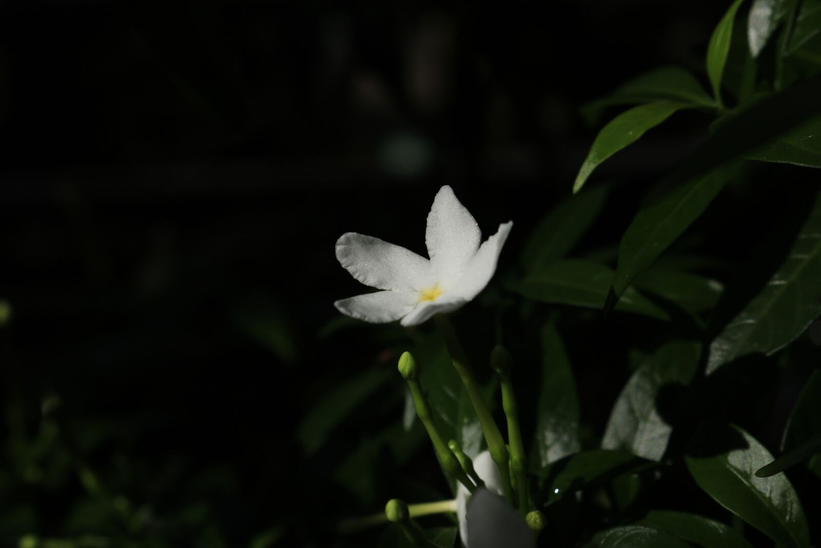 Canon EOS 750D (EOS Rebel T6i / EOS Kiss X8i) sample photo. Flower, apocynaceae, nature photography