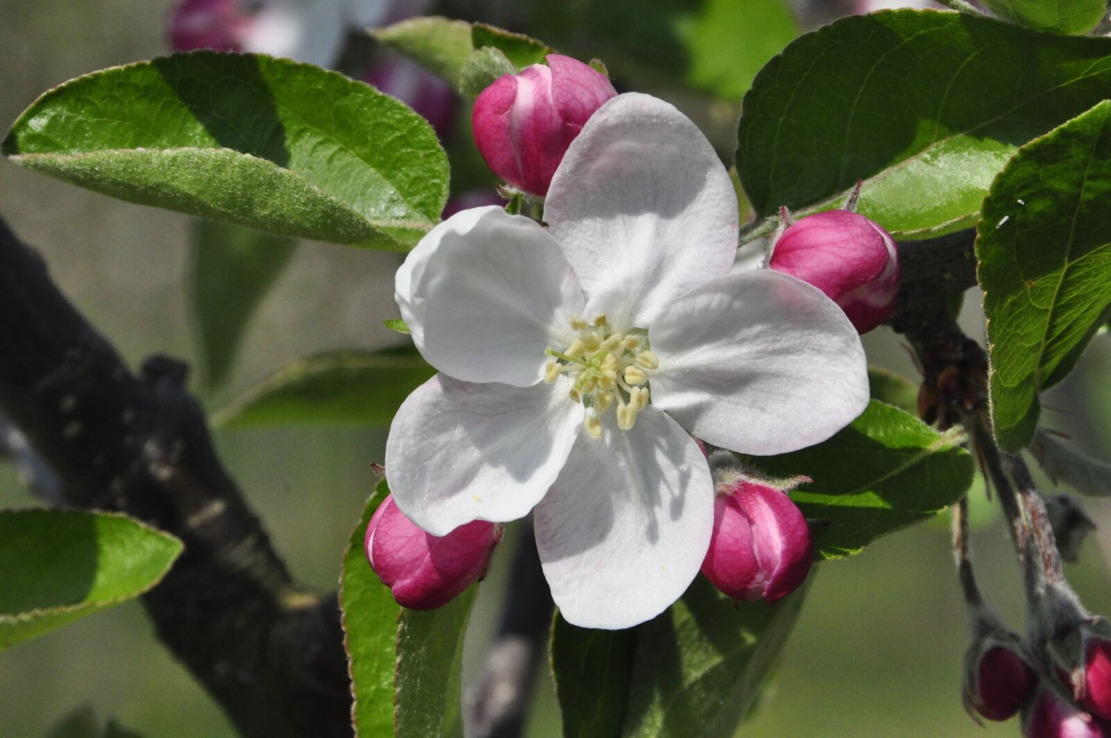 Nikon D90 sample photo. Blossom, bloom, apple tree photography