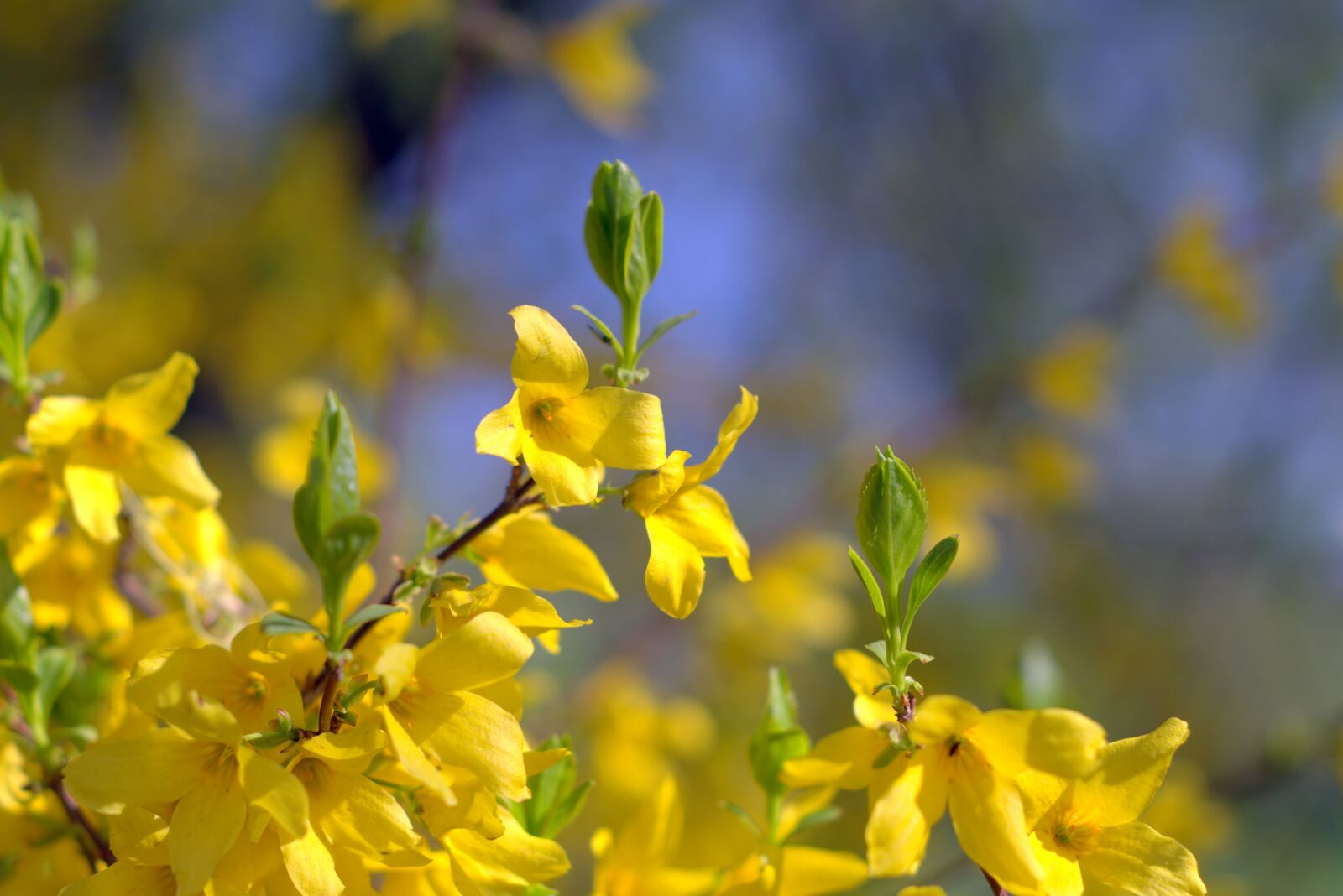 Pentax K-S2 sample photo. Flowers, bush, yellow photography