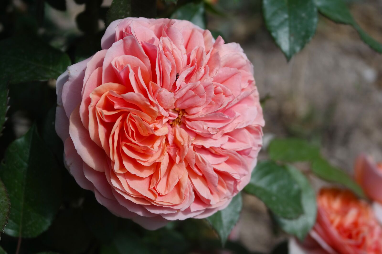 Samsung NX300 sample photo. Garden, rose, tea rose photography