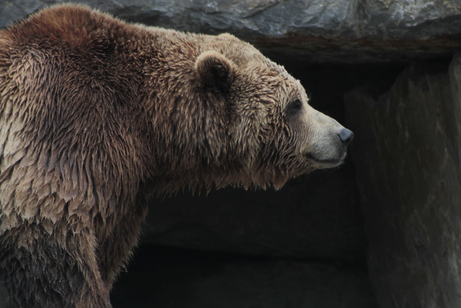 Canon EOS 1100D (EOS Rebel T3 / EOS Kiss X50) sample photo. Bear, brown, bear photography