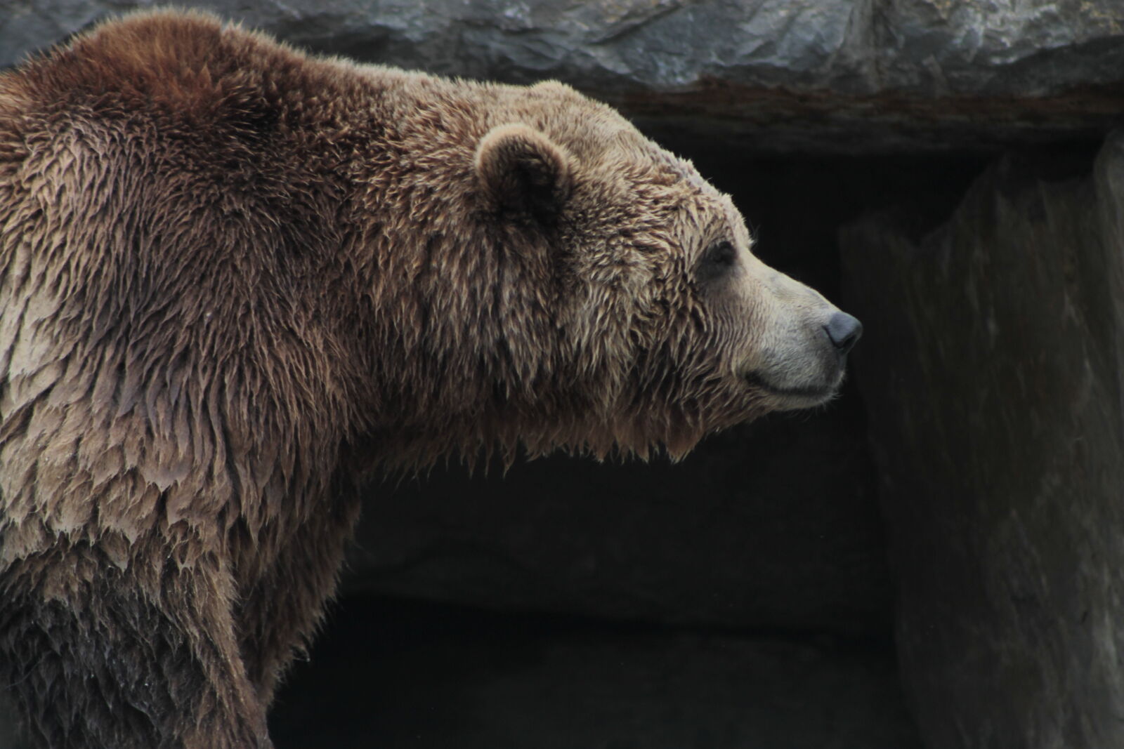 Canon EOS 1100D (EOS Rebel T3 / EOS Kiss X50) + Canon EF 75-300mm f/4-5.6 USM sample photo. Bear, brown, bear photography