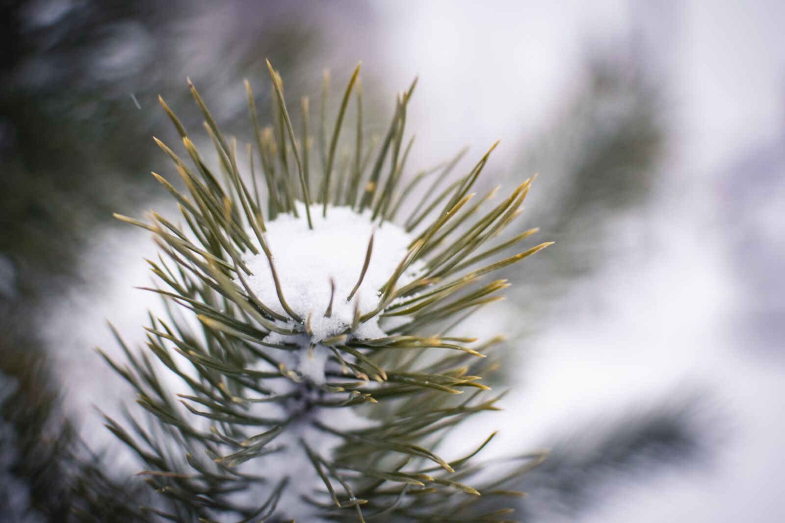 Nikon D5300 sample photo. Snow, winter, plants photography