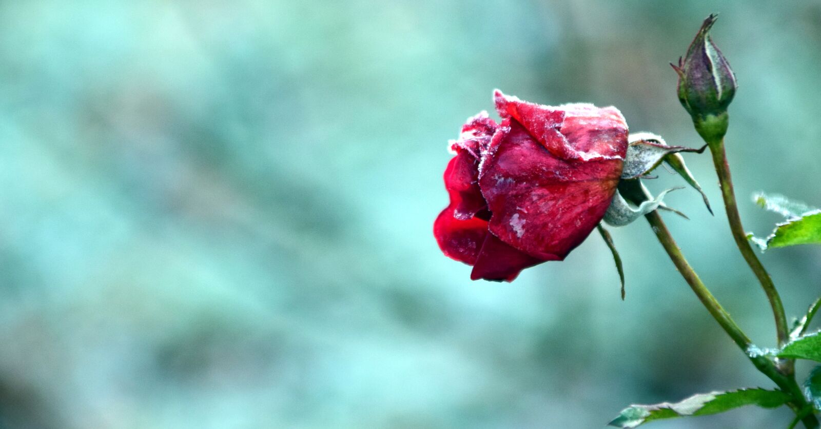 Nikon D3300 sample photo. Rose, frost, winter photography