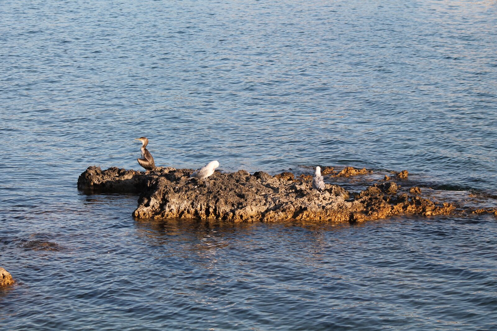 Canon EF75-300mm f/4-5.6 sample photo. Seagull, sea, cormorant photography