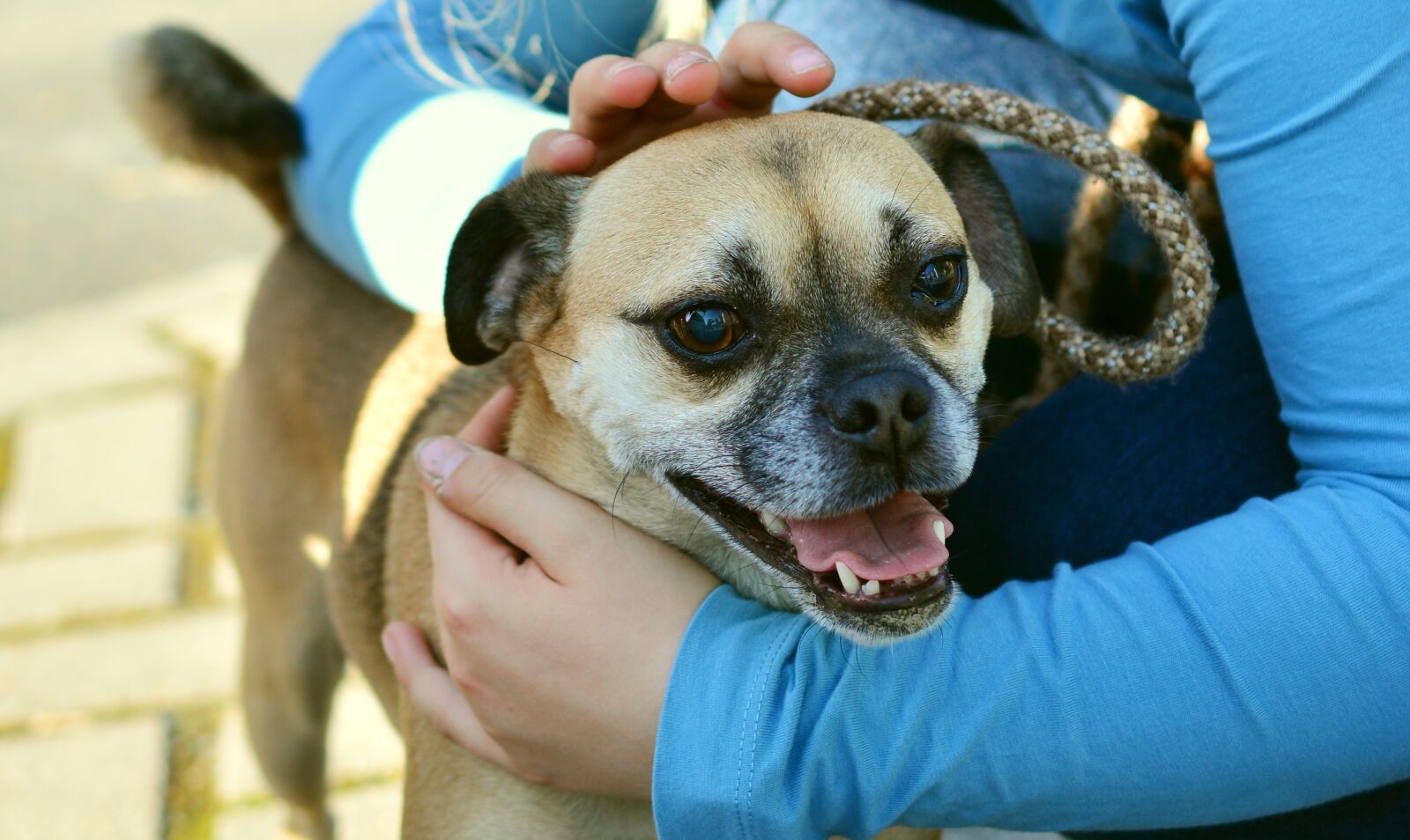 Nikon D5200 sample photo. Dog, cute, portrait photography