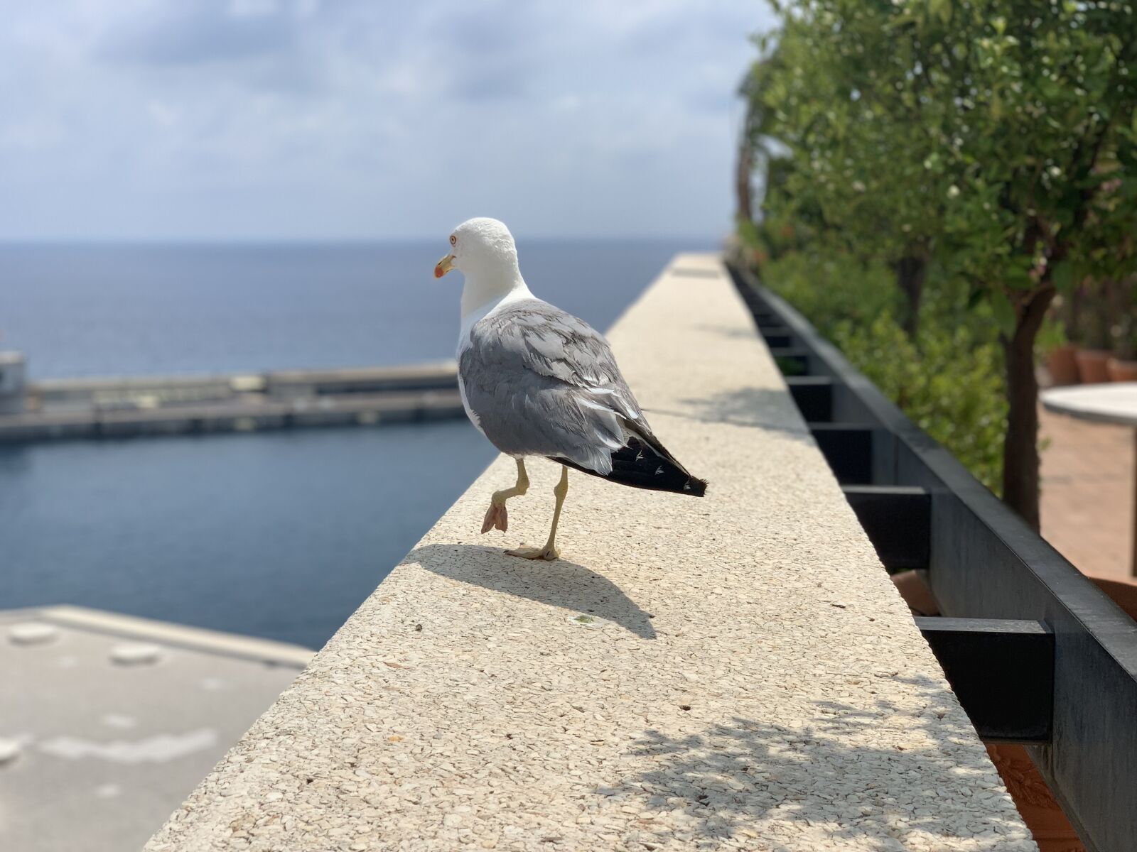 iPhone XS Max back dual camera 6mm f/2.4 sample photo. Seagull, montecarlo, summer photography