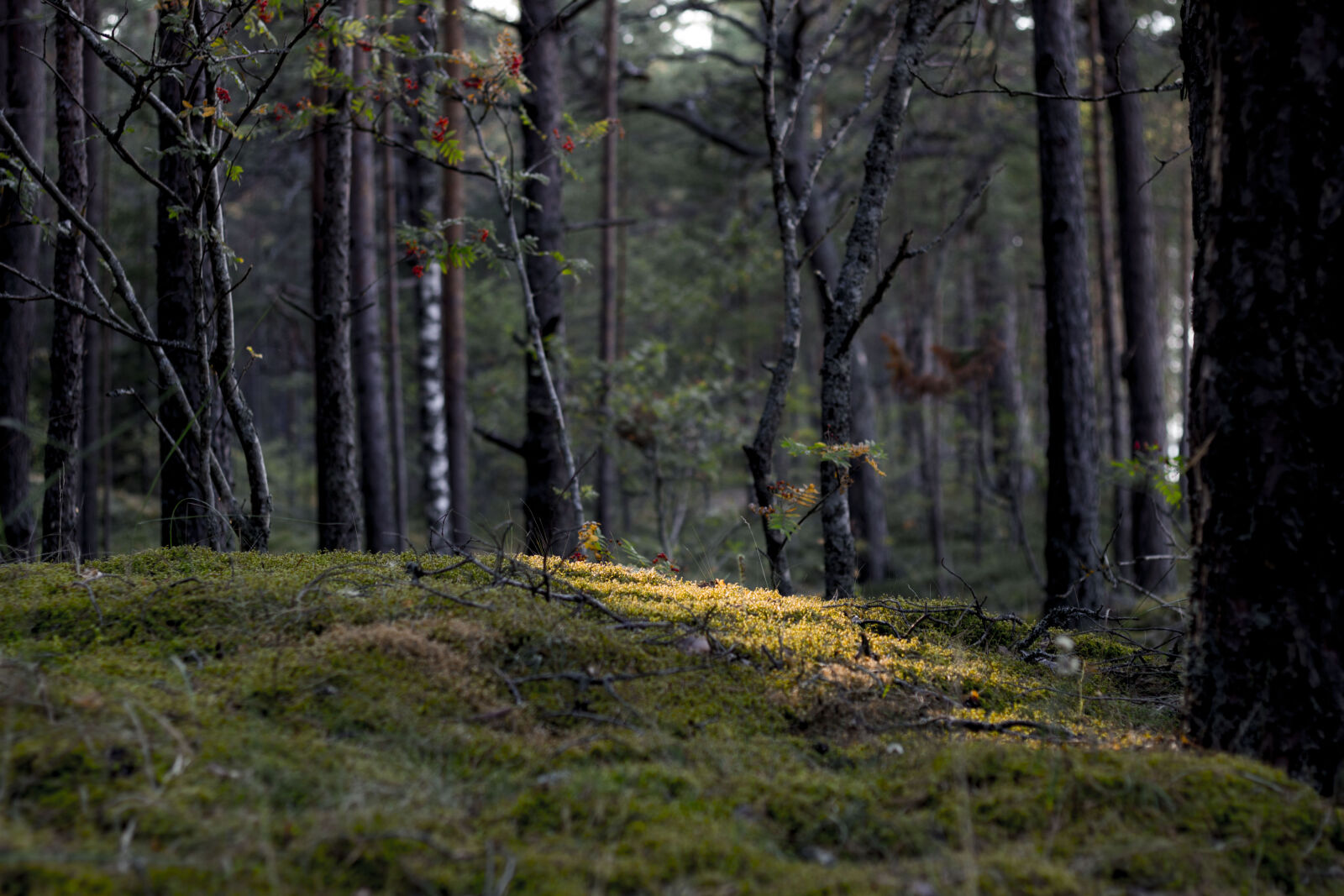 Canon EF 50mm F1.8 II sample photo. Forest photography