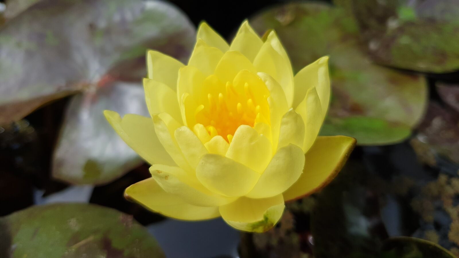 Samsung SM-G960F sample photo. Water lily, yellow, nature photography