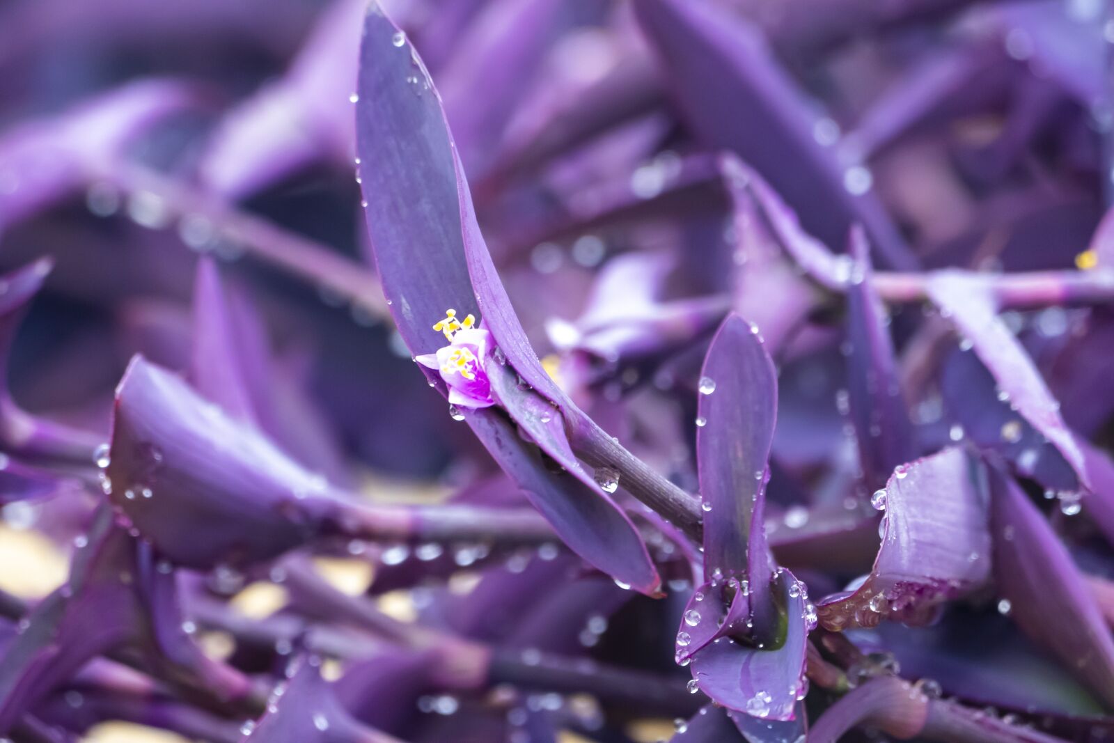 Panasonic Lumix DMC-FZ1000 sample photo. Plant, purple, heart photography