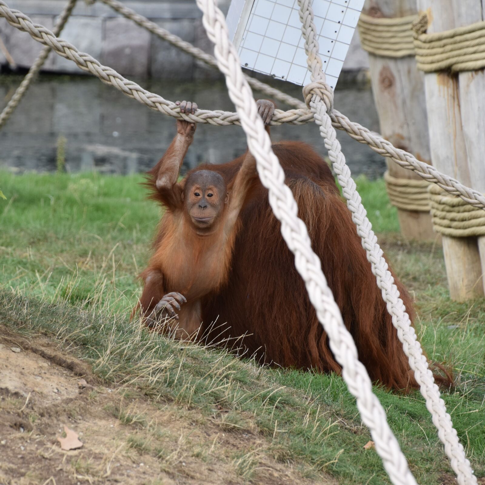Nikon D5600 sample photo. Orangutan, baby, monkey photography