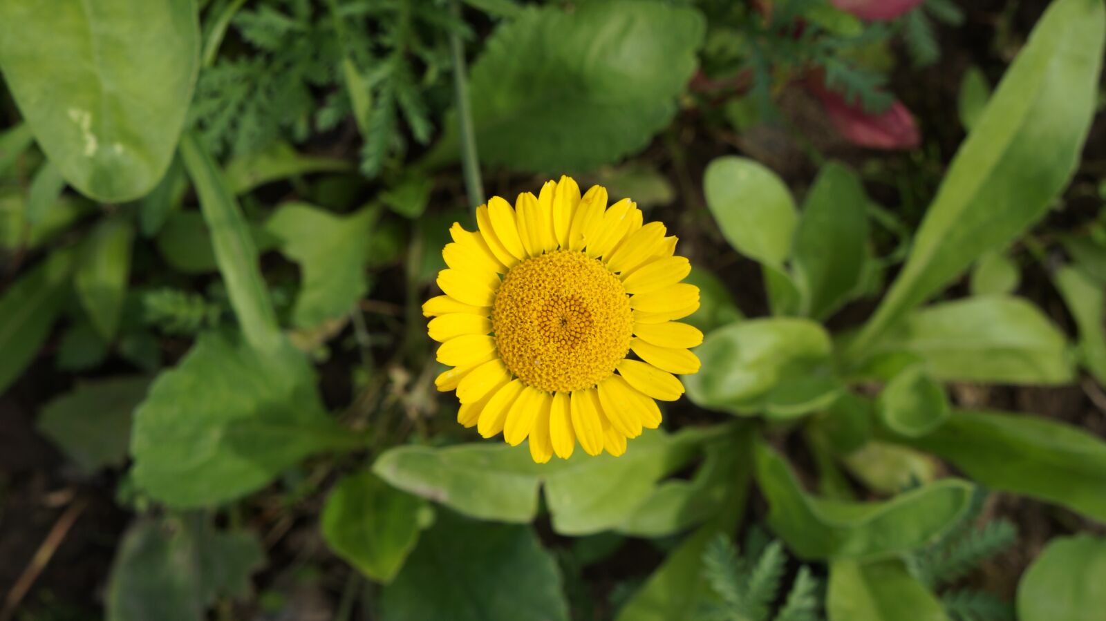 Sony Alpha a3000 sample photo. Flower, yellow, blossom photography