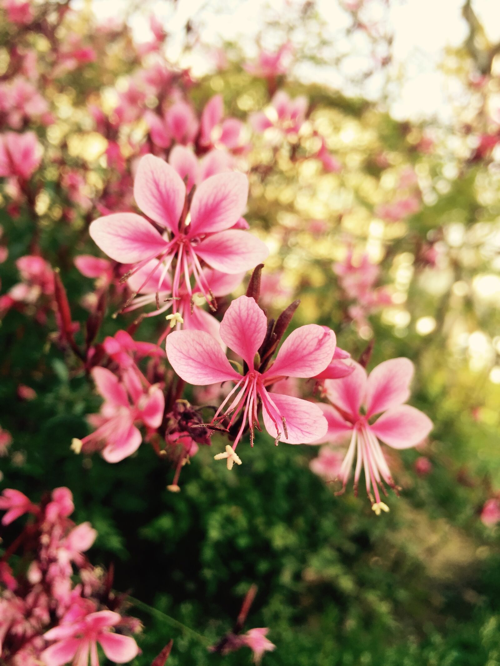 iPhone 6 back camera 4.15mm f/2.2 sample photo. Nature, flowers, pink photography