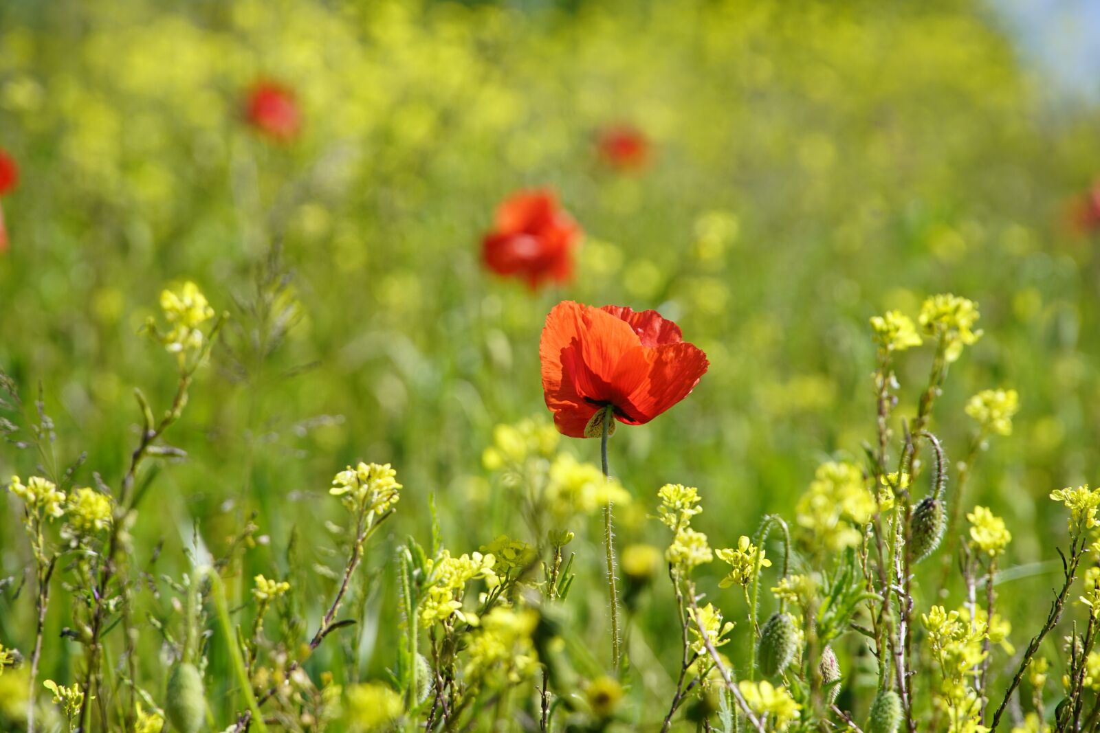 Sony a7R II + Sony E PZ 18-105mm F4 G OSS sample photo. Poppy, meadow, rapeseed photography