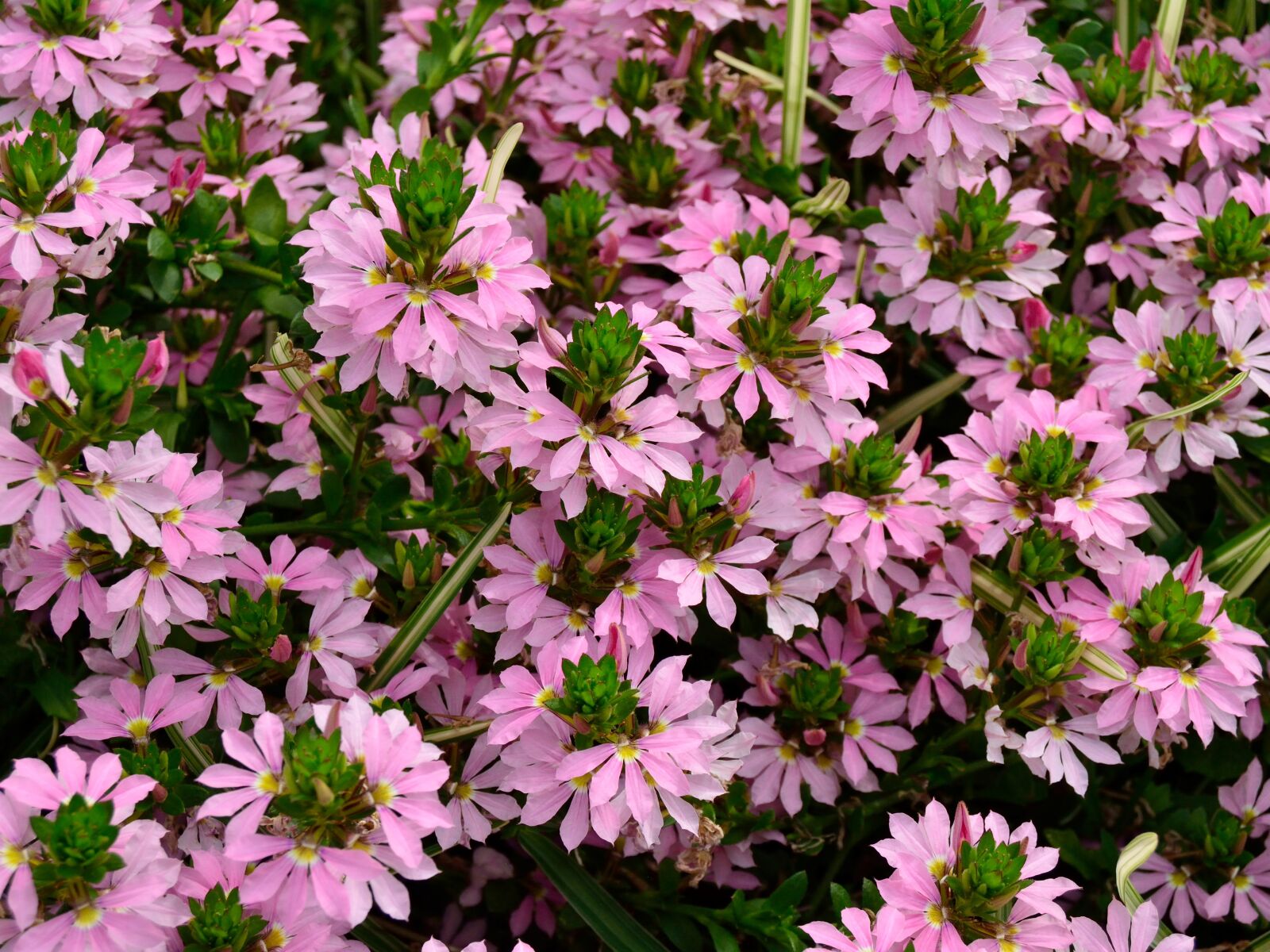 Nikon D5200 sample photo. Fairy fan, scaevola, aemula photography