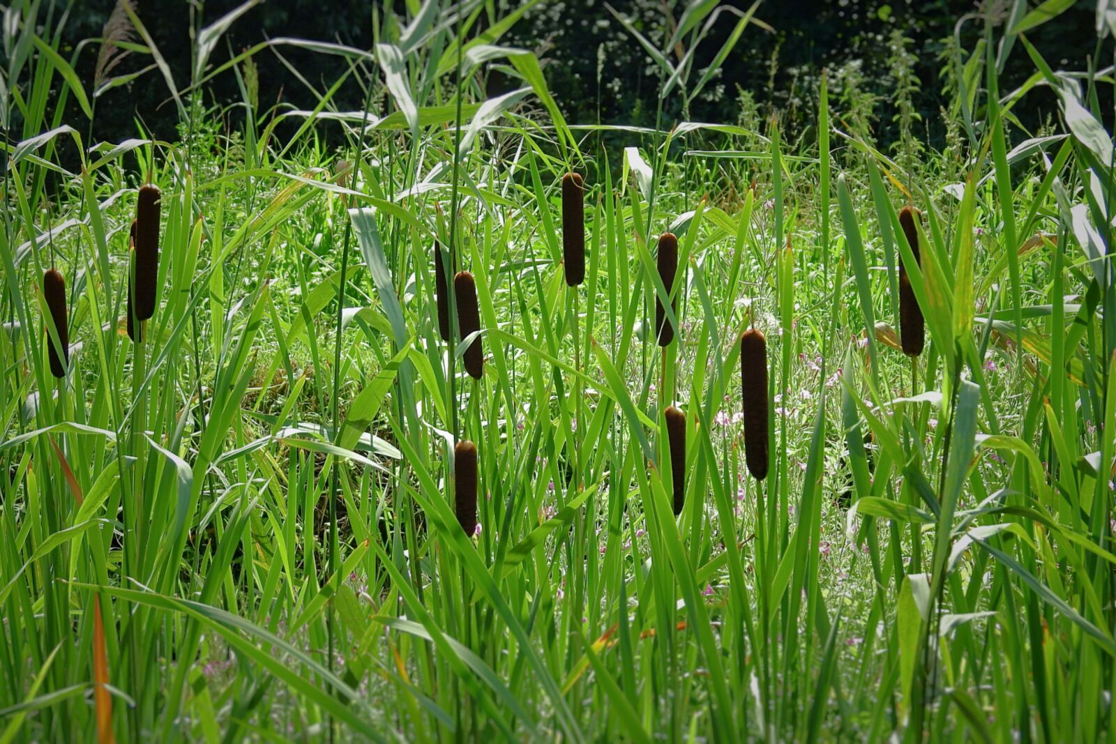 Nikon Coolpix P900 sample photo. Typha, pond, nature photography