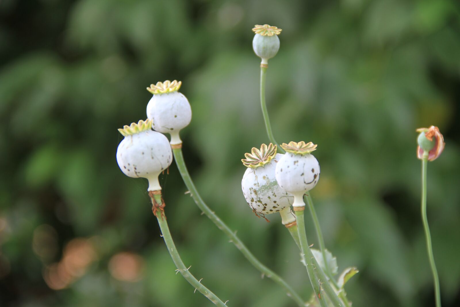 Canon EOS 7D sample photo. Medicinal plant, nature, garden photography