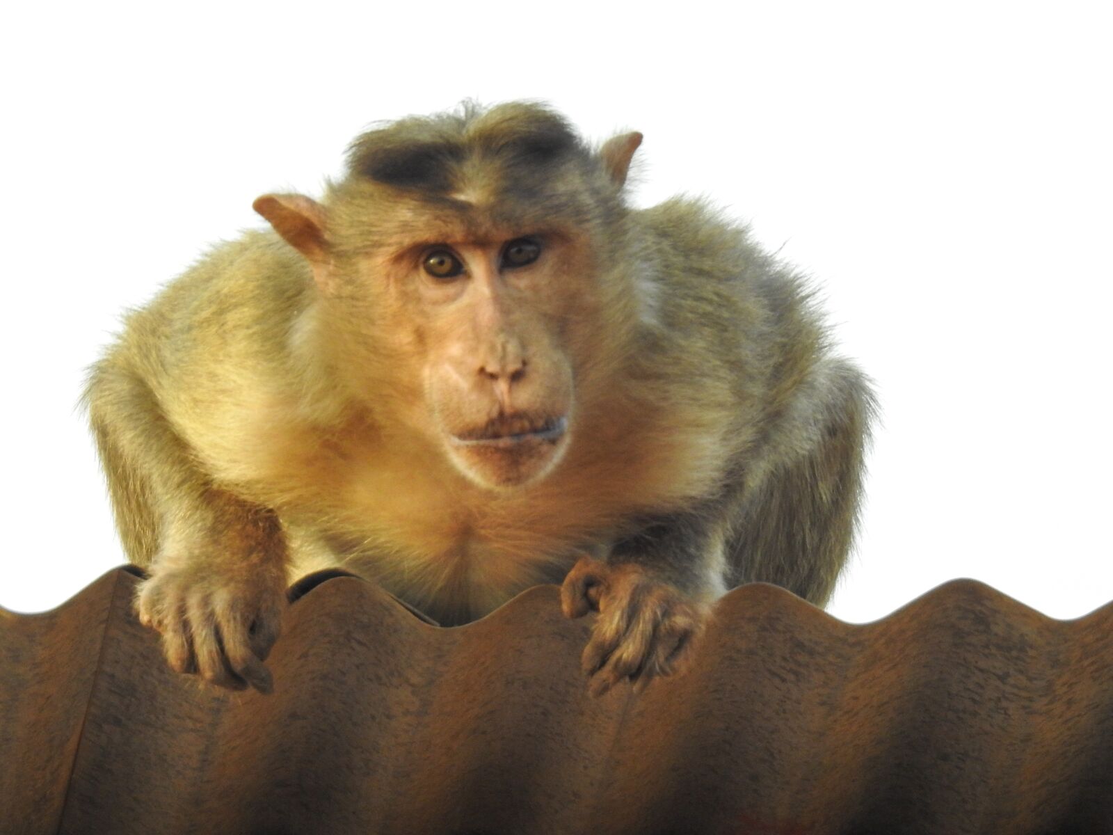 Nikon Coolpix P900 sample photo. Monkey, primate, mammal photography