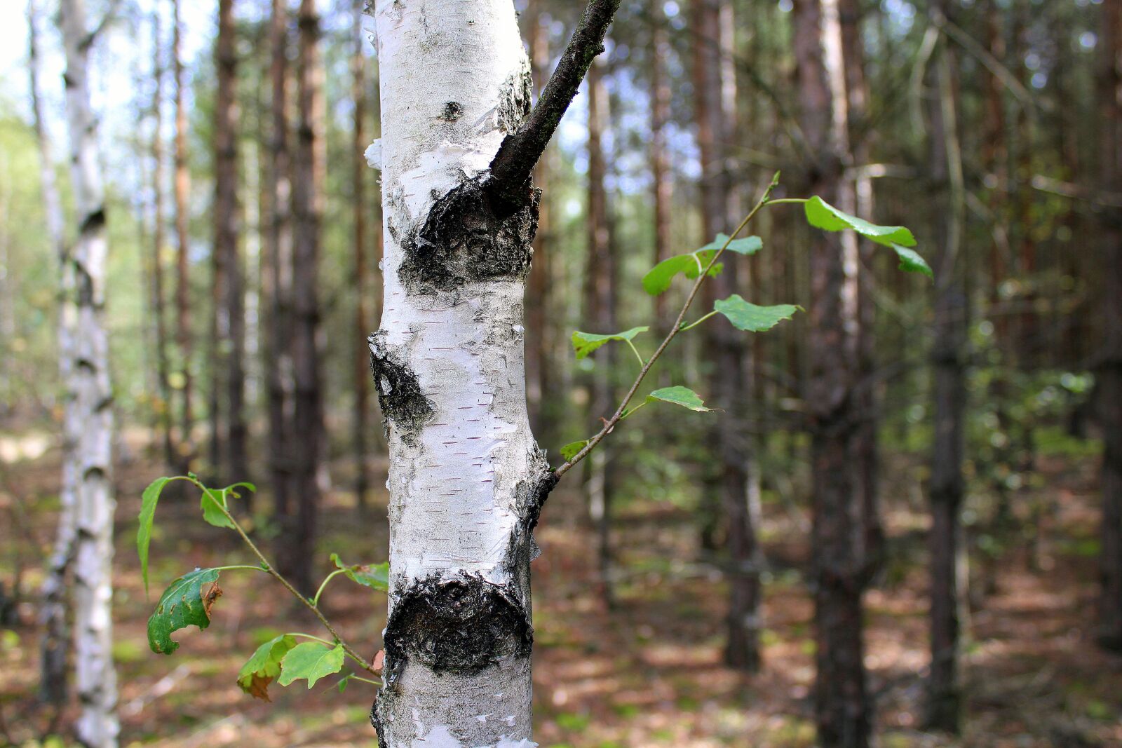 Canon EOS 1200D (EOS Rebel T5 / EOS Kiss X70 / EOS Hi) sample photo. Forest, birch, the bark photography