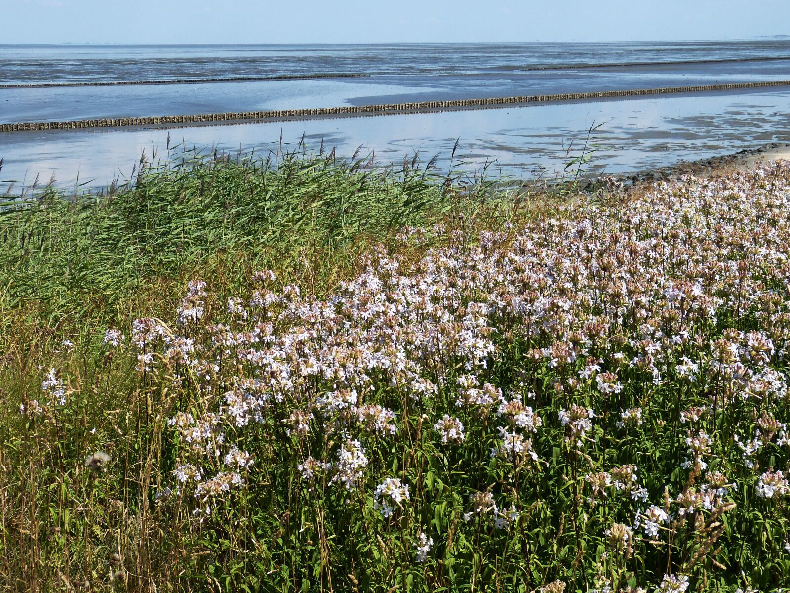Panasonic Lumix DMC-FZ150 sample photo. Watts, wadden sea, north photography