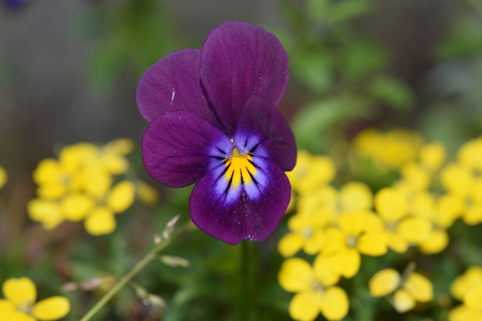 Nikon D5600 sample photo. Flowers, flower, violets photography