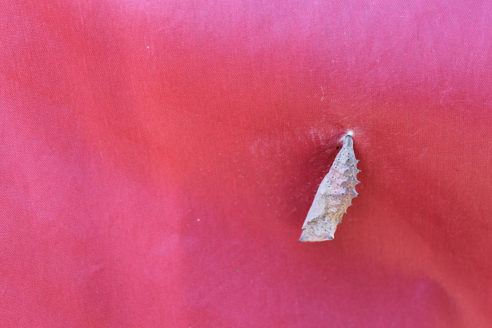 Canon EOS 1100D (EOS Rebel T3 / EOS Kiss X50) sample photo. Butterfly, chrysalis, fabric, grey photography
