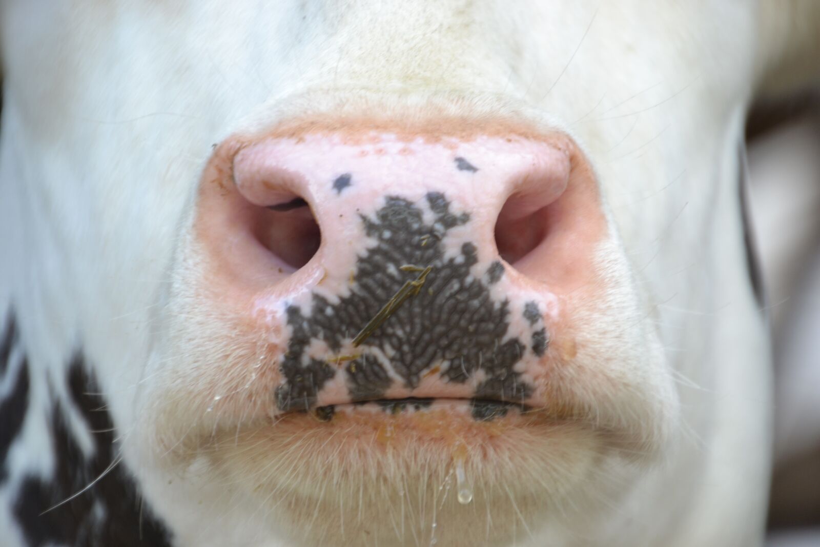 Nikon D3100 sample photo. Cow, head, foot photography