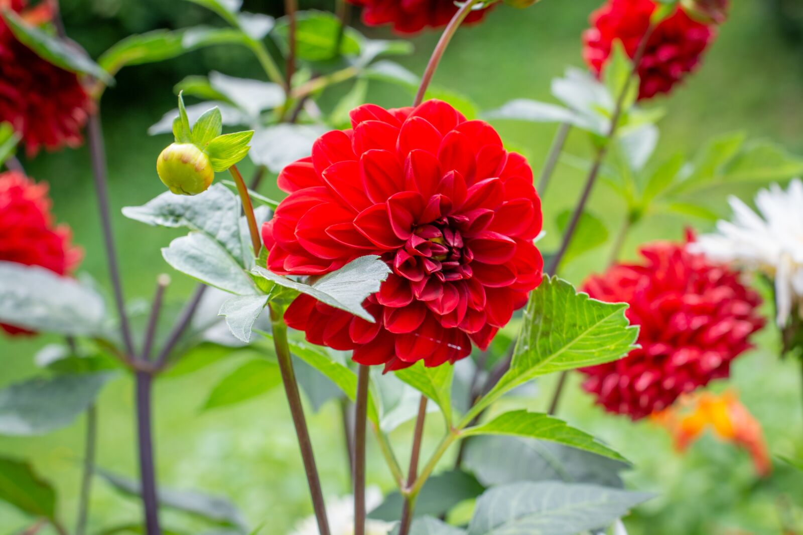 Nikon D7100 sample photo. Flower, flowers, red photography