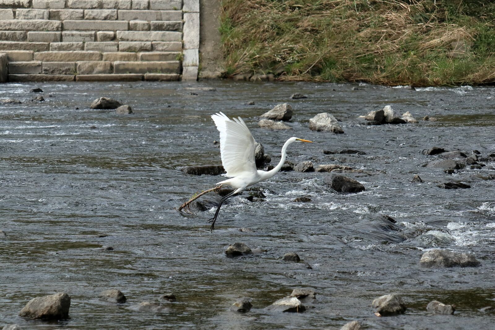 Canon EOS M6 sample photo. Bird, egret, flying photography