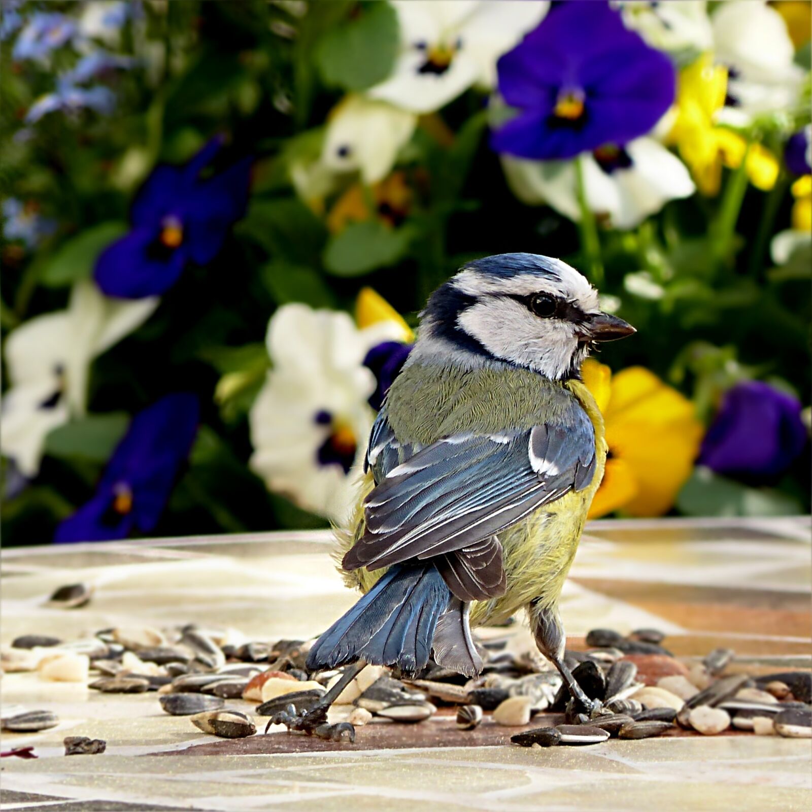 Panasonic Lumix DMC-FZ200 sample photo. Bird, tit, blue tit photography