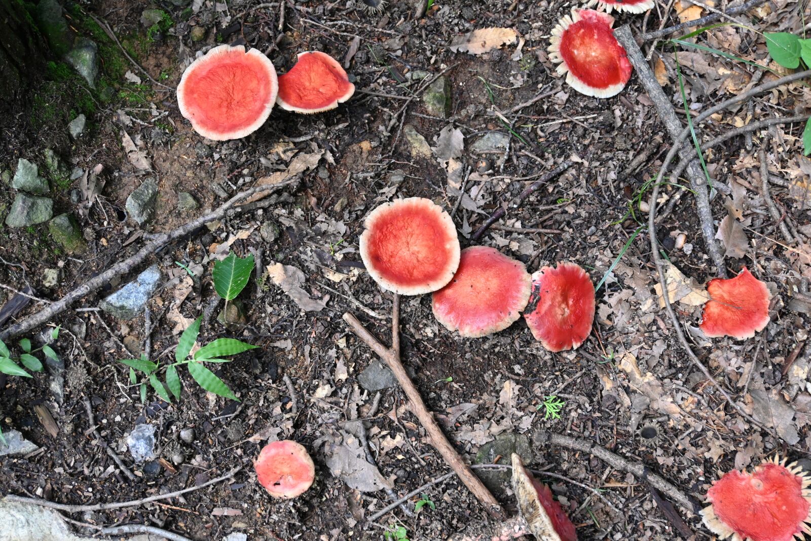Nikon Z 50 sample photo. Forest, mushroom, autumn photography