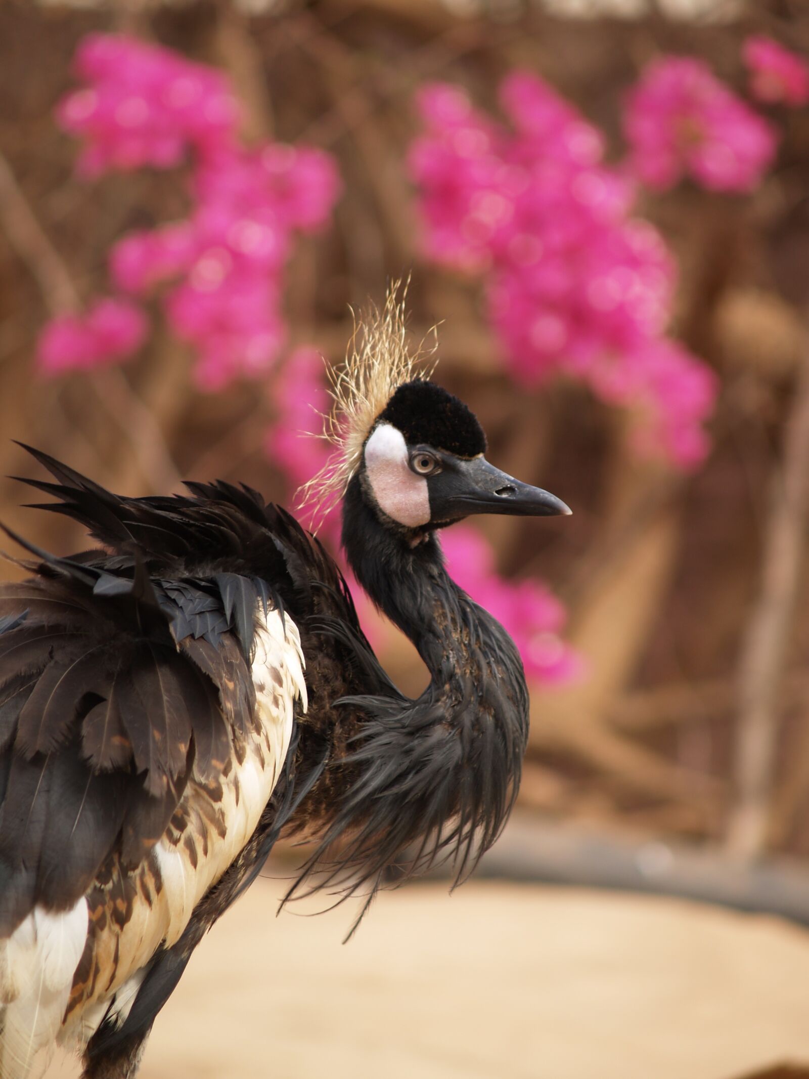 Olympus E-300 (EVOLT E-300) sample photo. Animal, bird, nature photography
