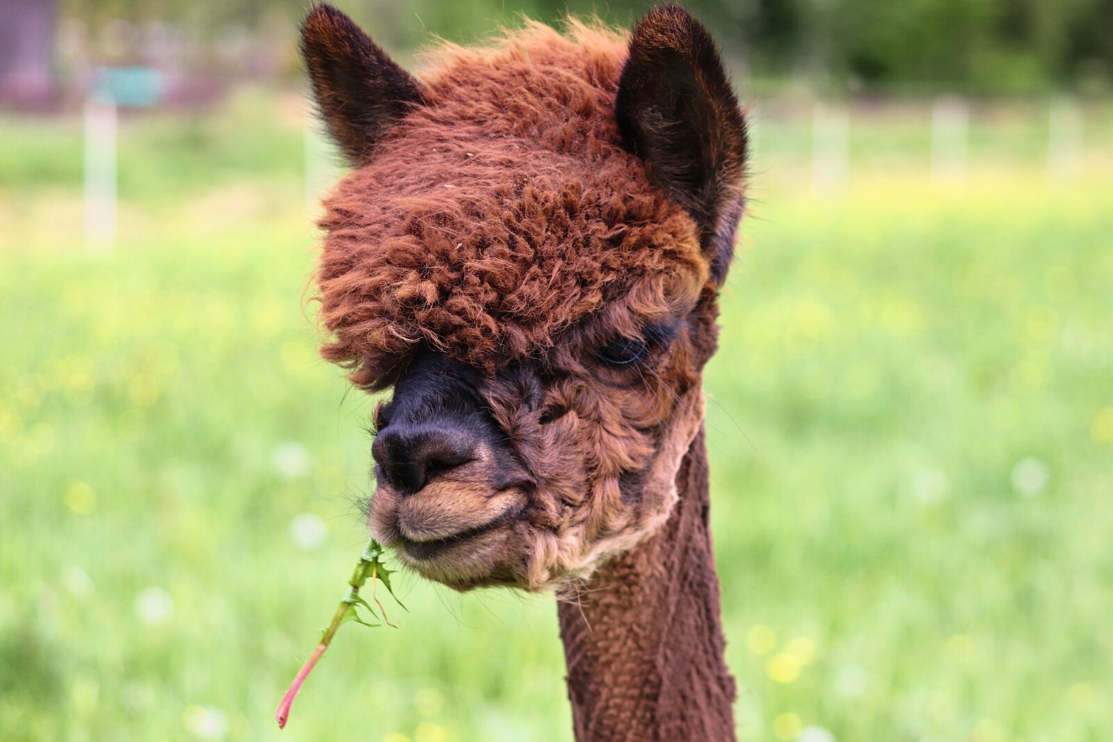 Canon EOS 200D (EOS Rebel SL2 / EOS Kiss X9) sample photo. Alpaca, brown, hairstyle photography