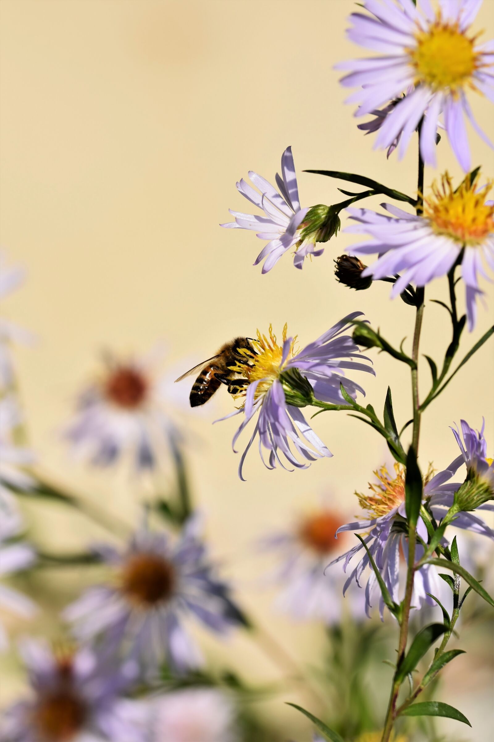 Nikon D7200 sample photo. Bee, honey bee, insect photography