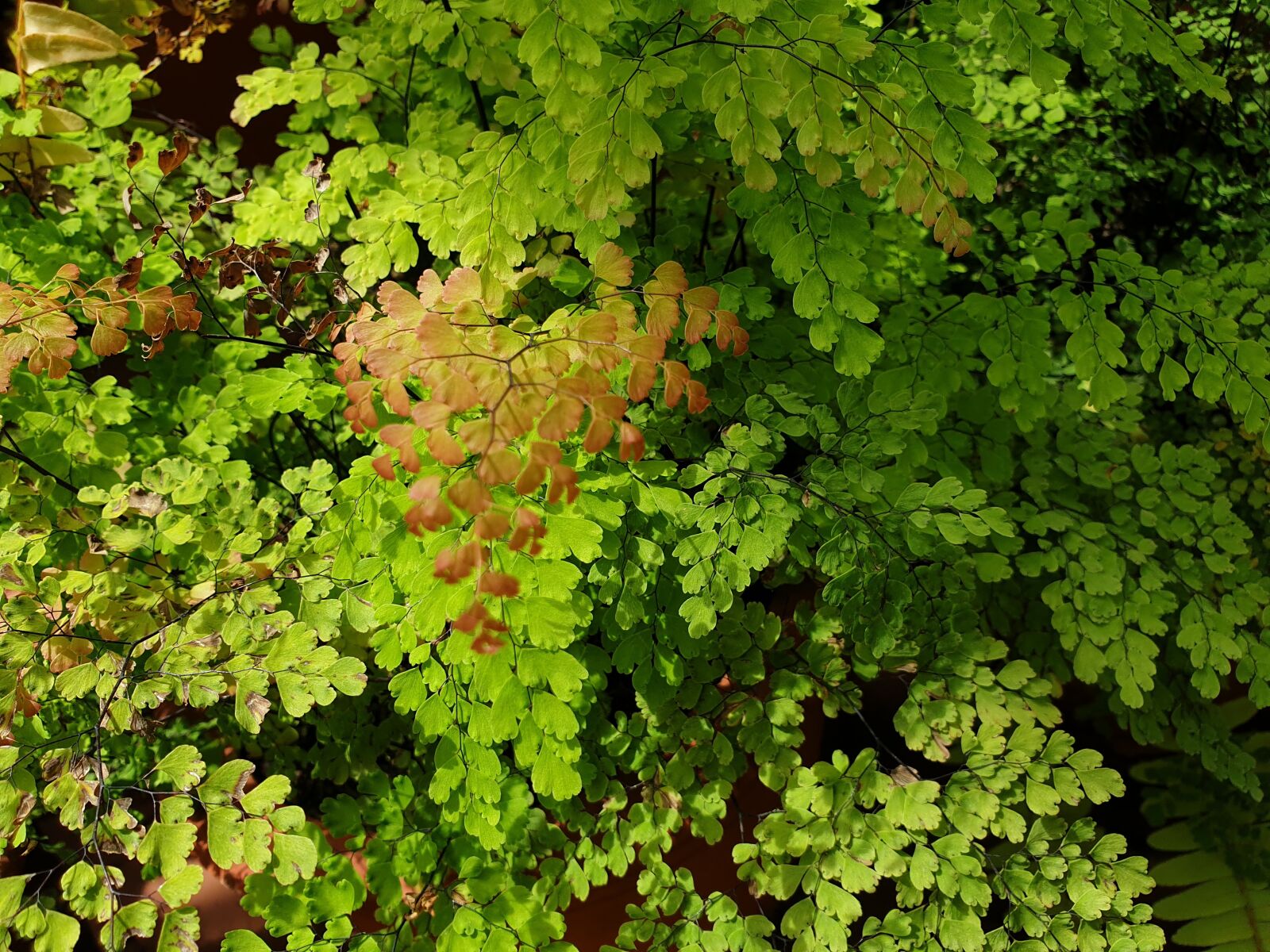 Samsung Galaxy Note9 sample photo. Fern, green, plant photography