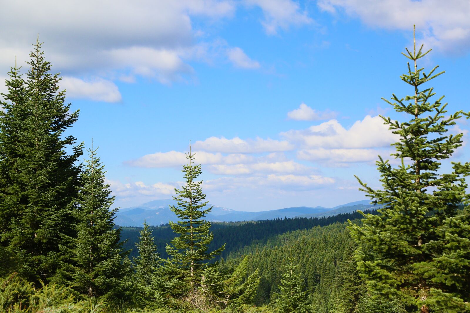 Canon EF 24-105mm F4L IS USM sample photo. Landscape, forest, nature photography