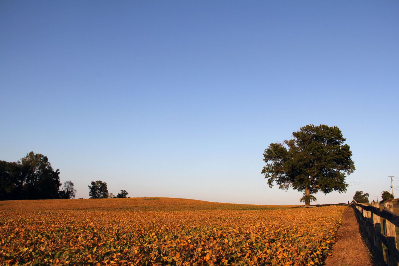 Canon EOS 60D sample photo. Farm, field, agriculture photography