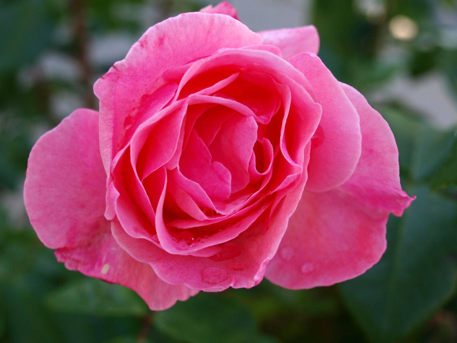 Olympus E-420 (EVOLT E-420) sample photo. Rosa, rocio, petals photography