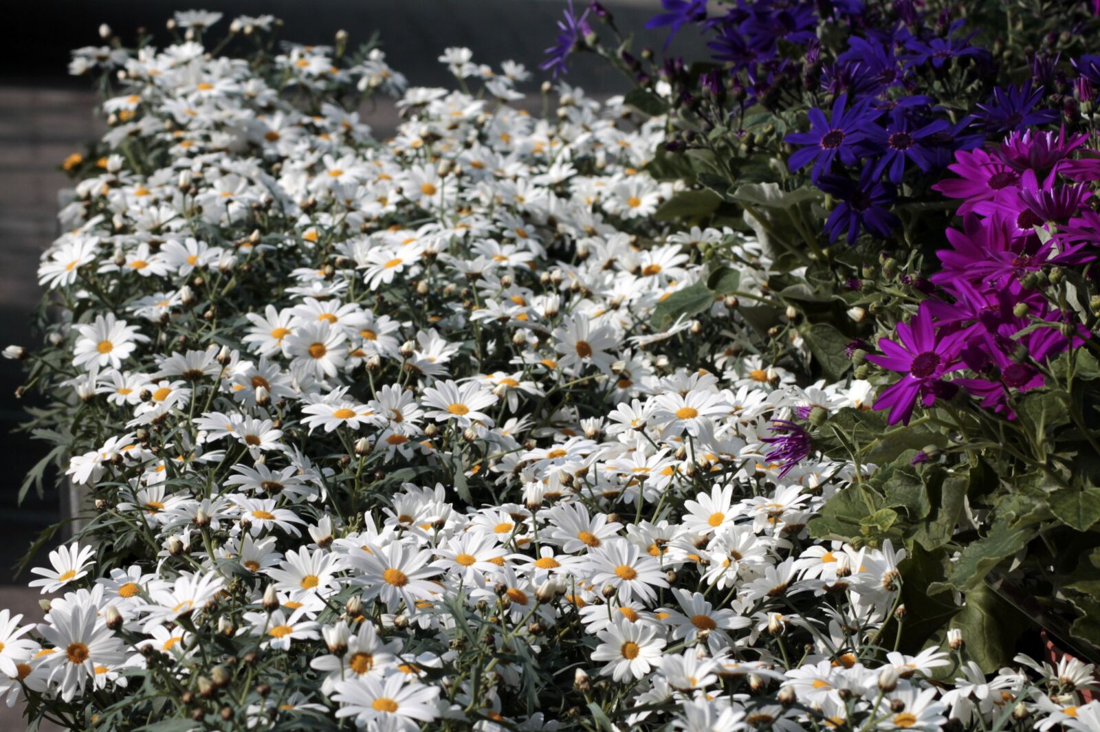 Canon EOS 1100D (EOS Rebel T3 / EOS Kiss X50) sample photo. Daisies, leucanthemum, flowers photography