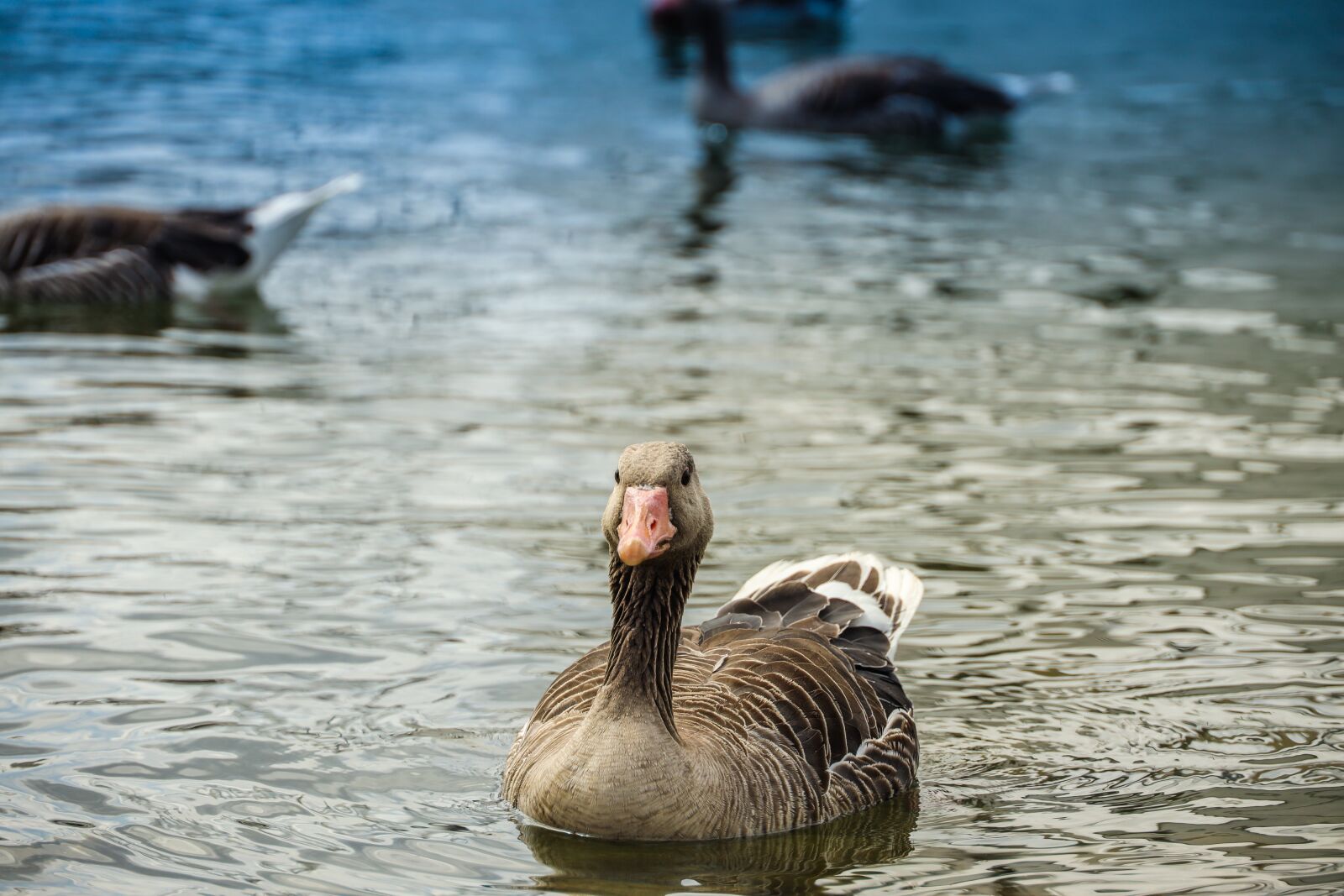Canon RF 24-240mm F4-6.3 IS USM sample photo. Duck, bird, animal photography