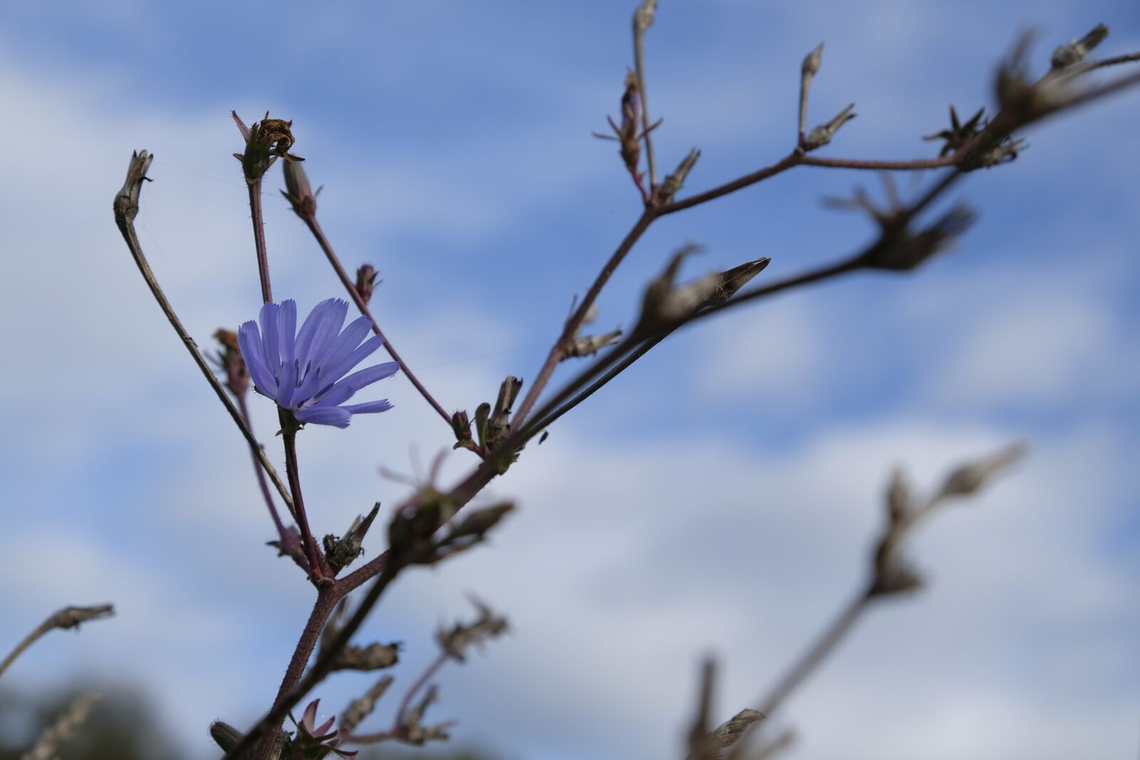 Fujifilm XF 18-55mm F2.8-4 R LM OIS sample photo. Autumn, flower, blossom photography