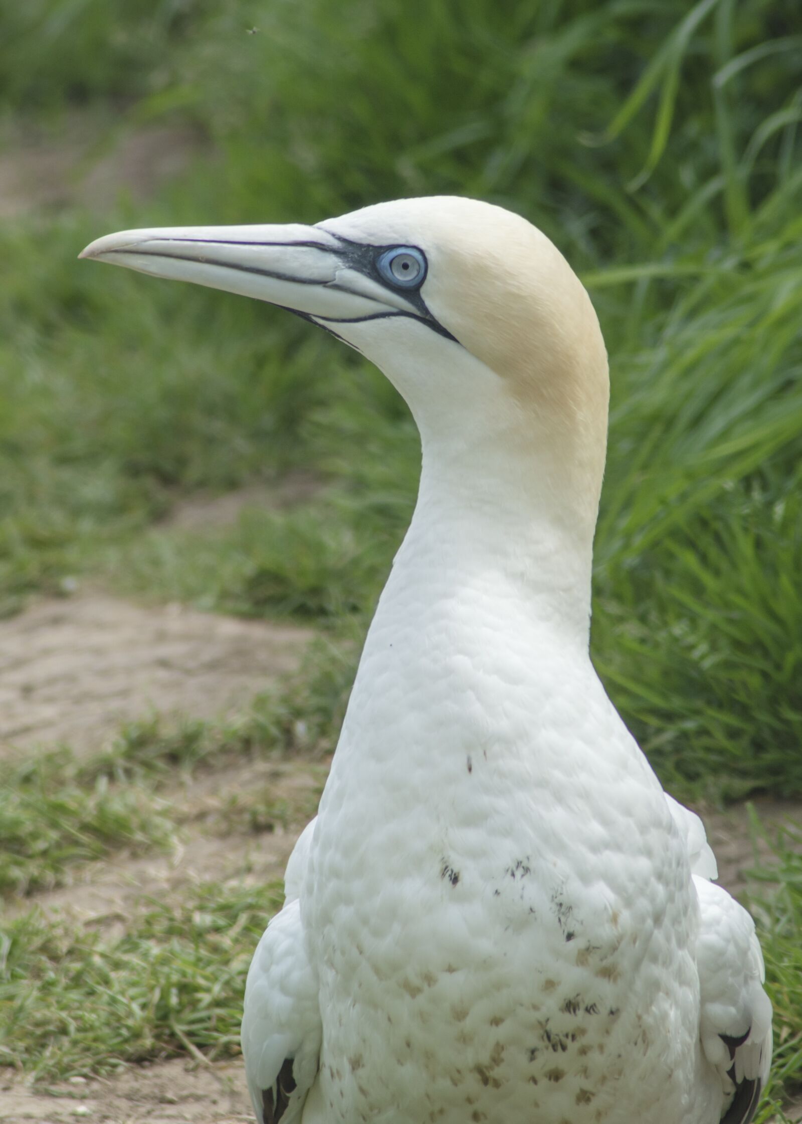 Nikon D3200 sample photo. Gannet, bird, sea photography