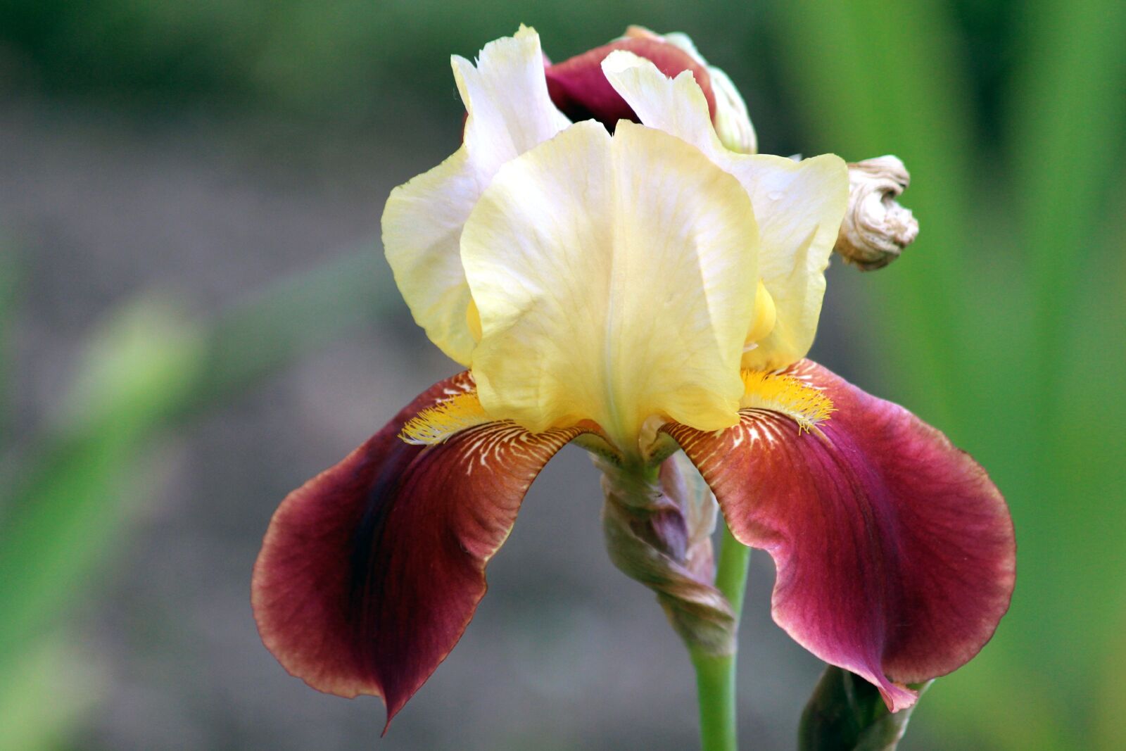 Canon EOS 650D (EOS Rebel T4i / EOS Kiss X6i) sample photo. Iris, flower, iris garden photography