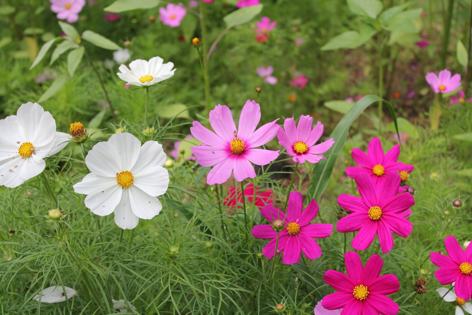 Canon EOS 550D (EOS Rebel T2i / EOS Kiss X4) sample photo. Flower, nature, summer photography