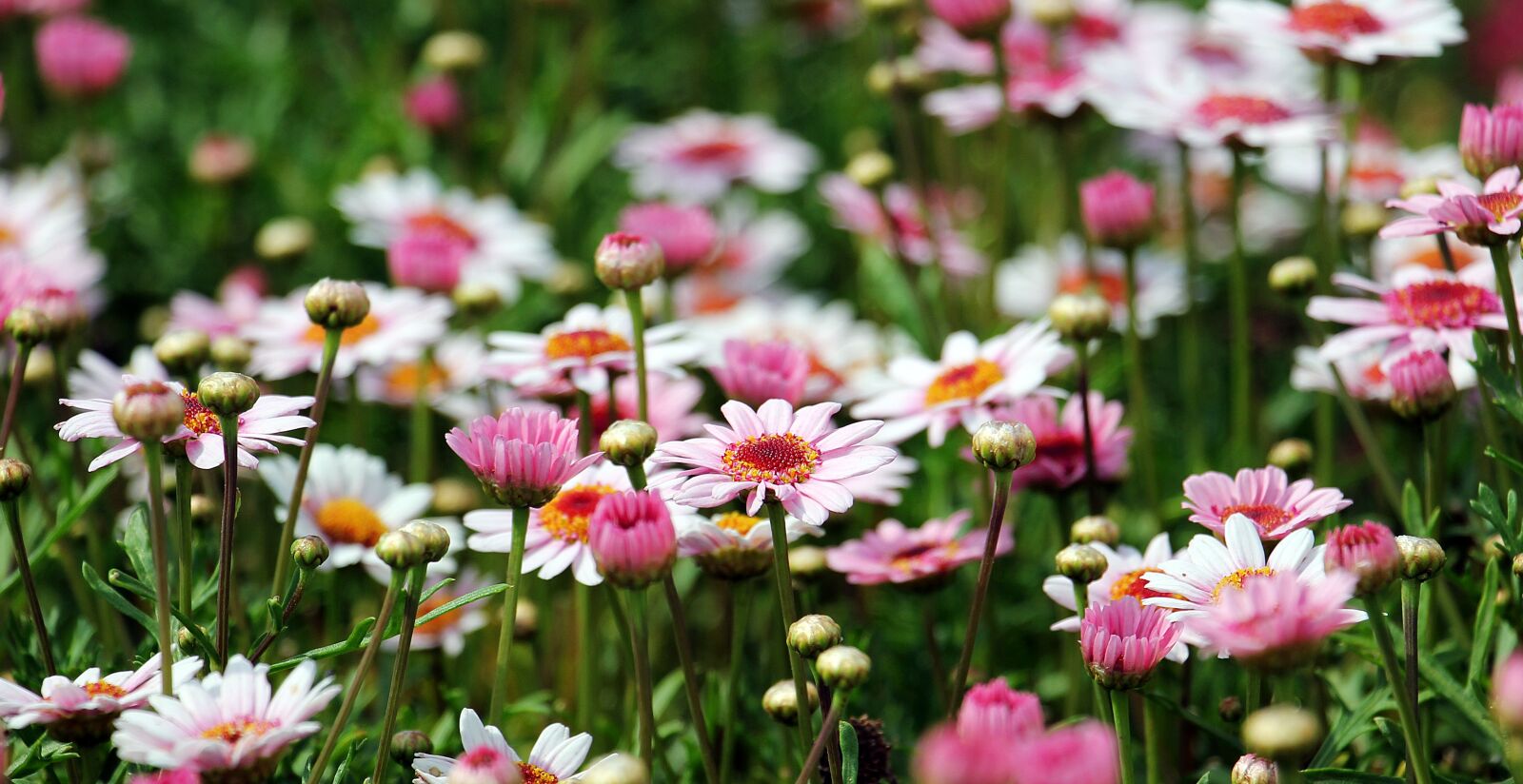 Canon EOS 550D (EOS Rebel T2i / EOS Kiss X4) sample photo. Marguerite, tree daisy, flower photography