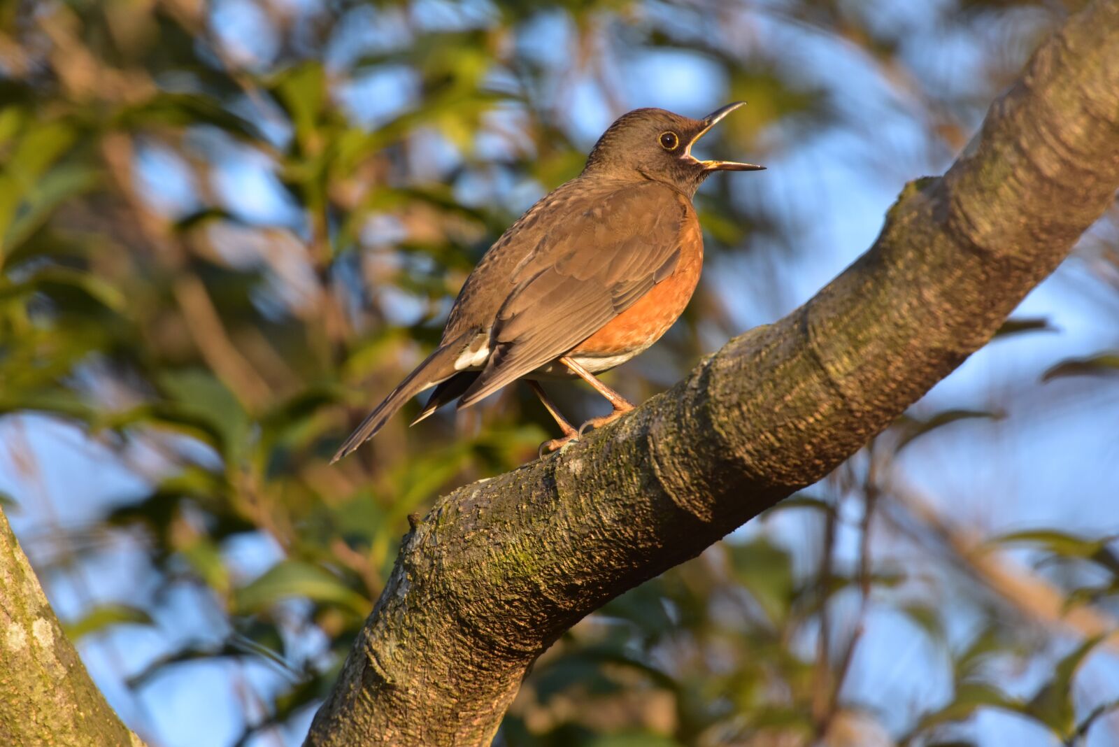 Nikon D810 sample photo. Bird, wild animals, natural photography