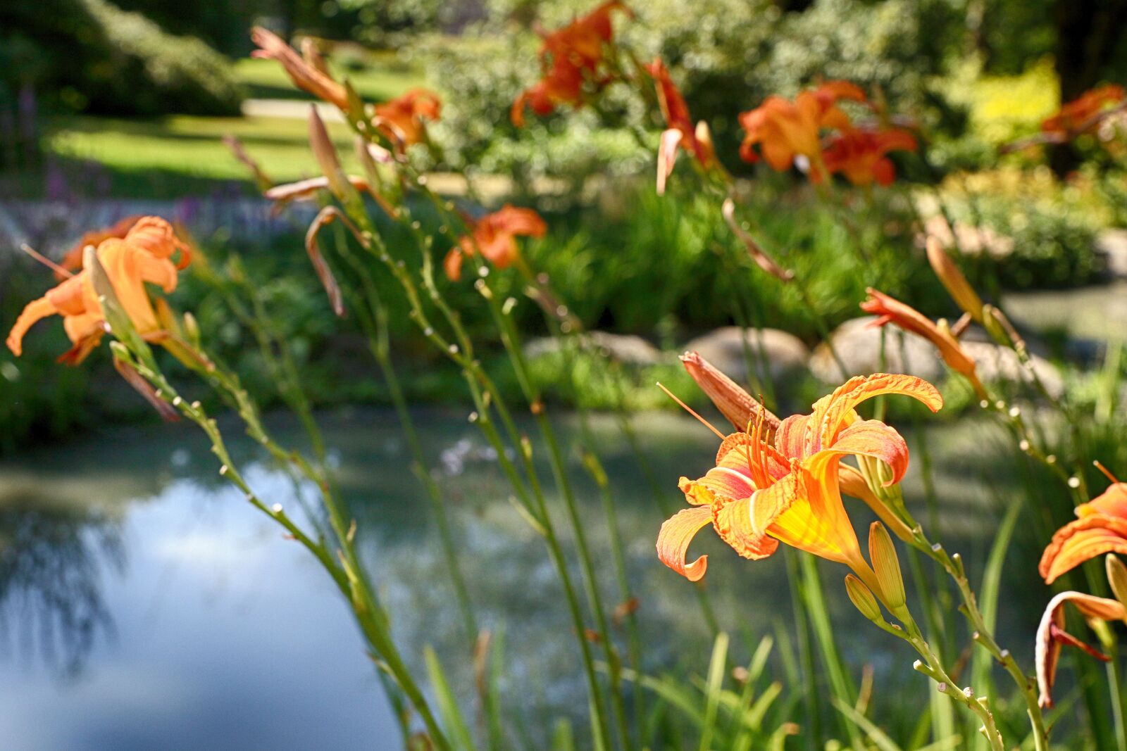 Canon EOS 7D Mark II sample photo. Flowers, garden flowers, summer photography