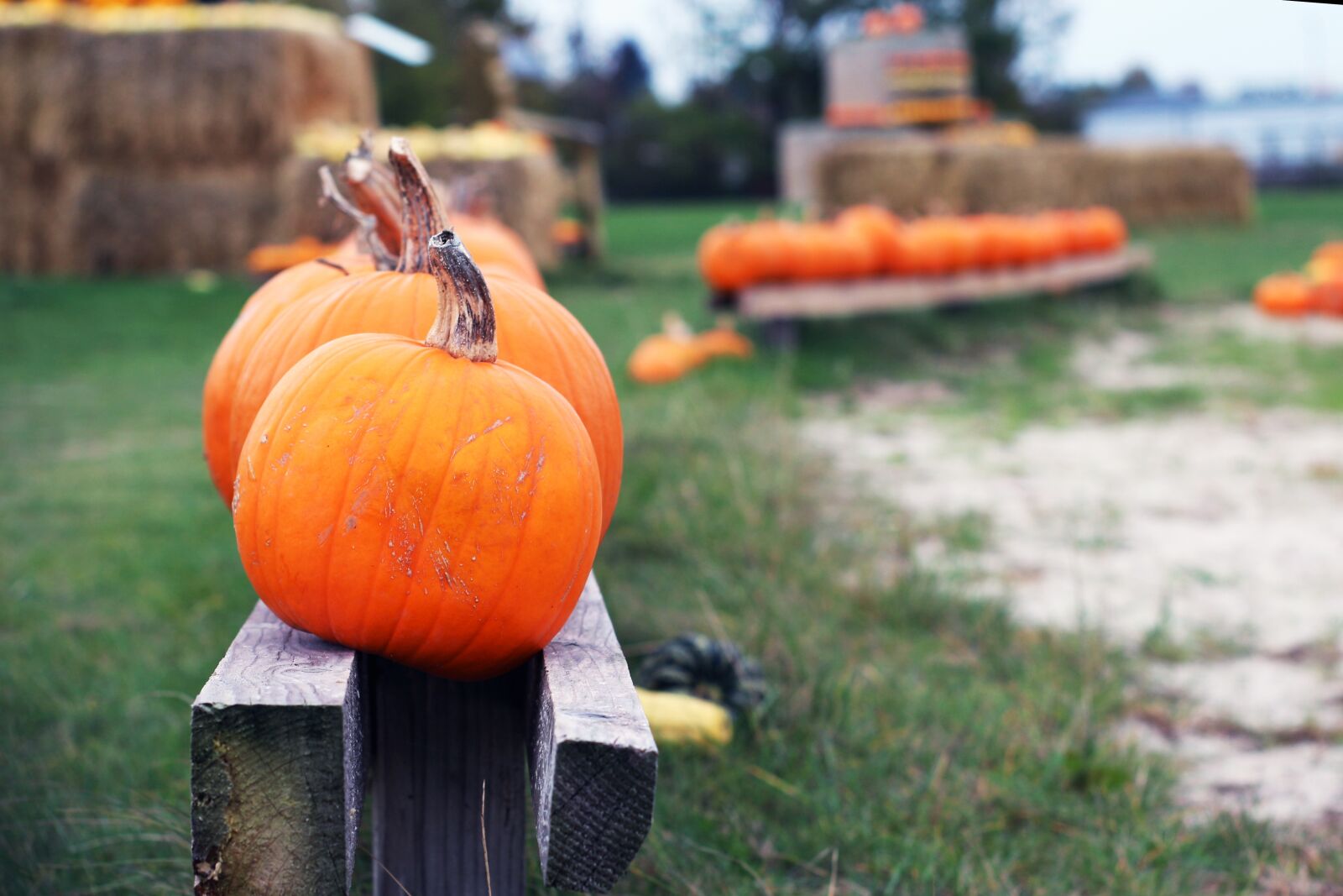 Canon EOS 700D (EOS Rebel T5i / EOS Kiss X7i) sample photo. October, pumpkin, halloween photography