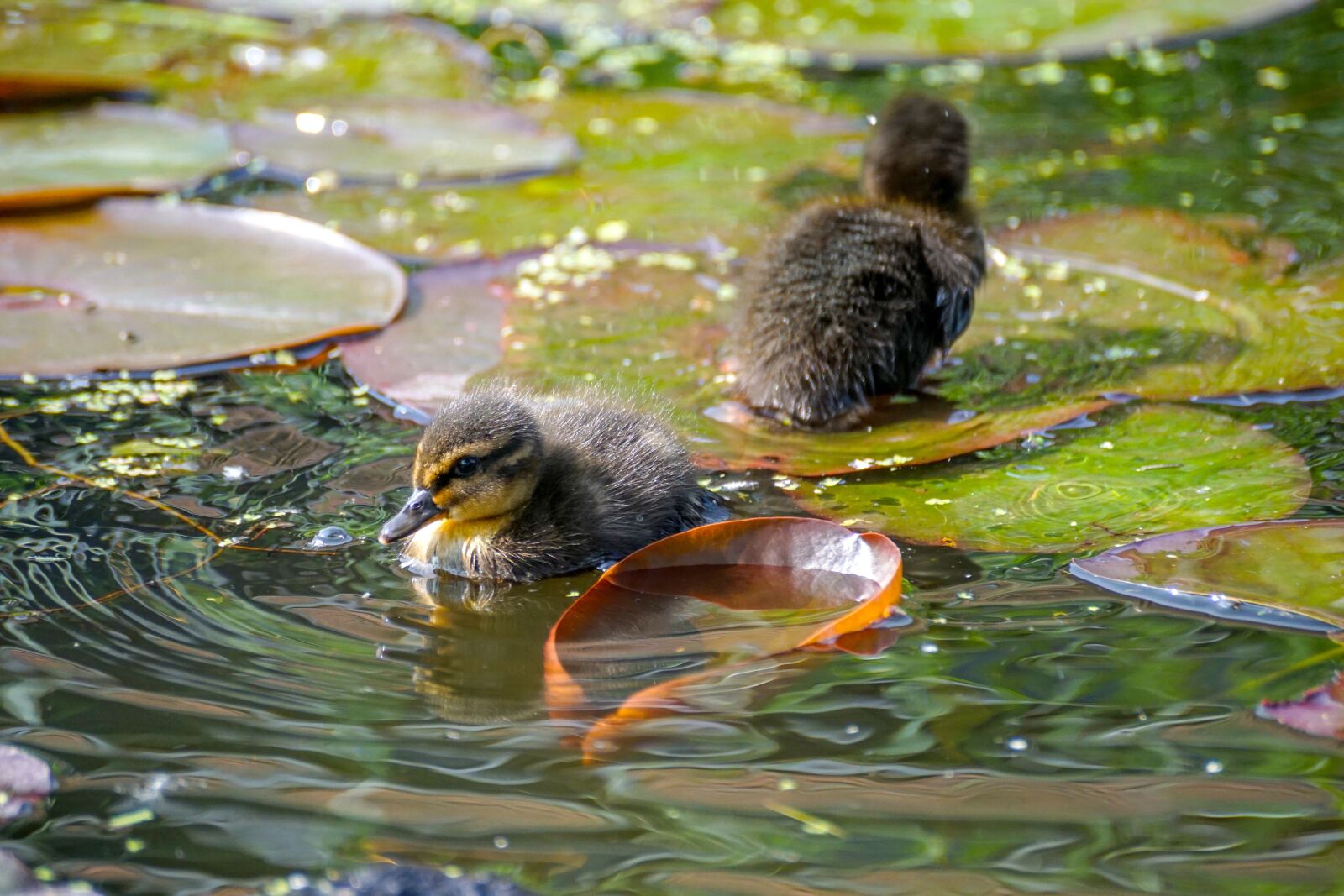 Sony DT 55-300mm F4.5-5.6 SAM sample photo. Ducklings, duck, cute photography